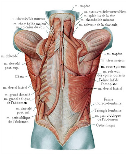 La culture physique pour le service cervical